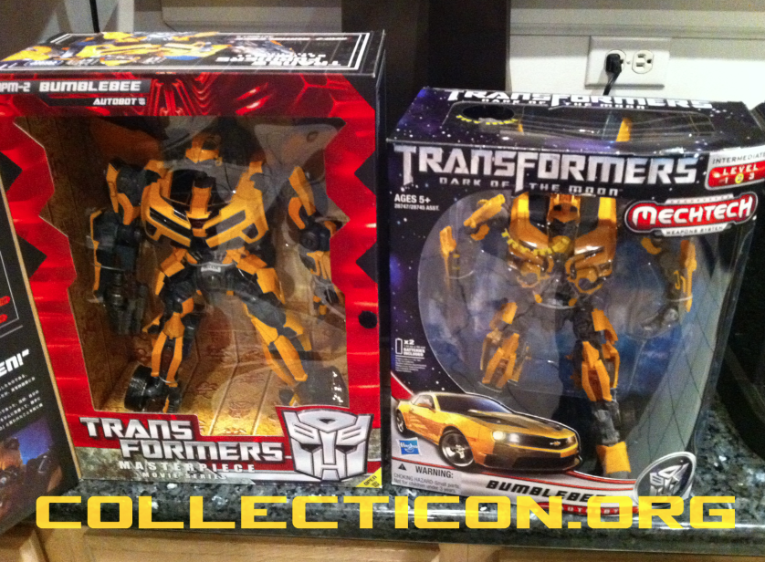 DOTM Leader Bumblebee in the wild – it’s a buzzy kind of day!